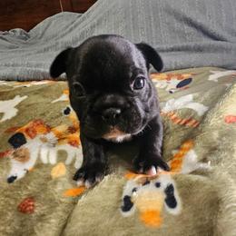 Diesel - Black and white male French Bulldog puppy in Bend, Oregon from High Lakes Frenchies