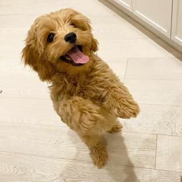 Cavapoo Puppies from Lebel Cavapoos