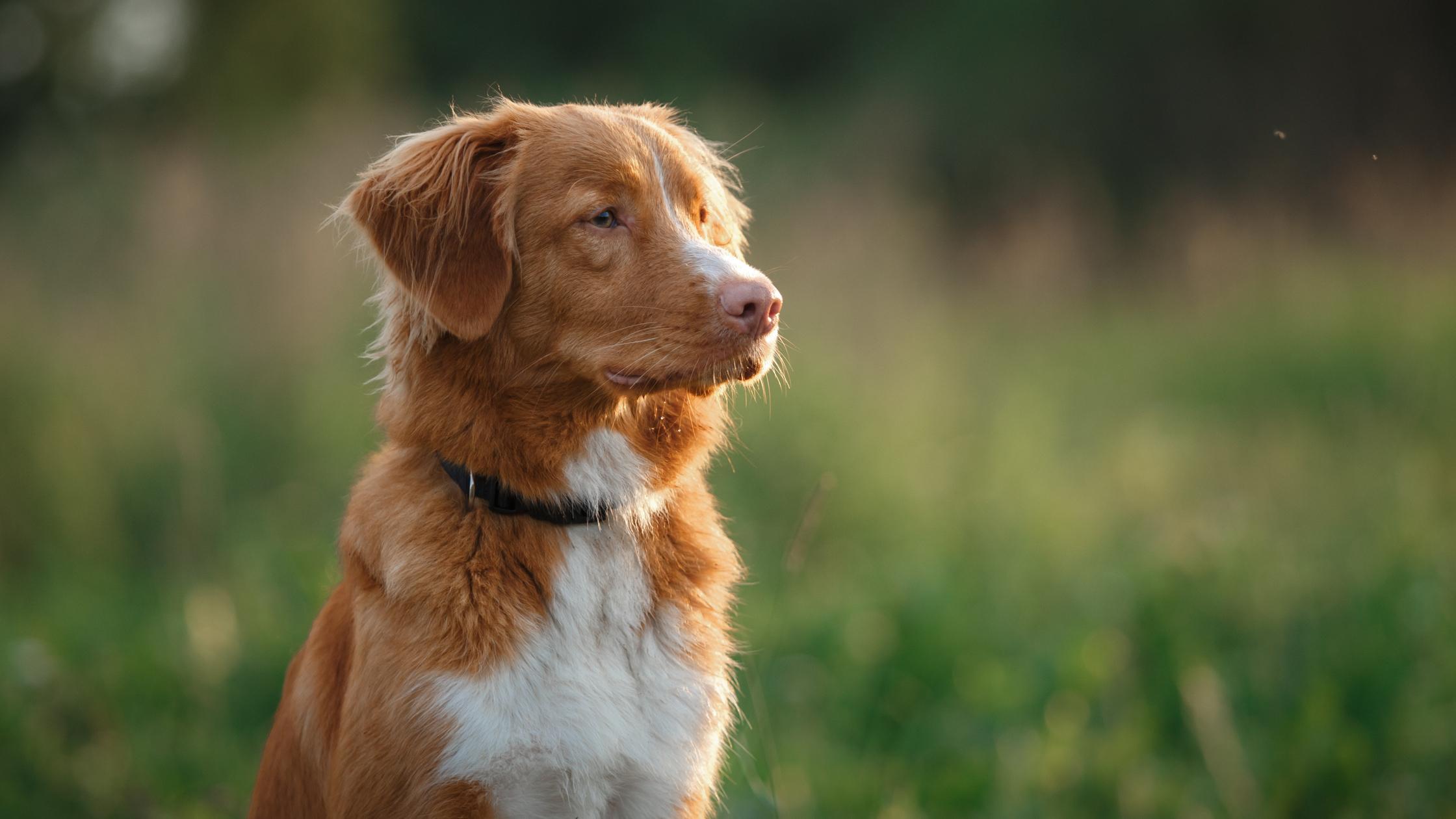 (希少)道楽　DOWLUCK SURFACE RETRIEVER 25 cute Nova Scotia Duck Tolling Retriever puppies for sale in