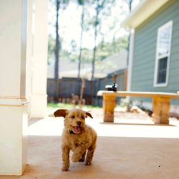 Labradoodle Puppies from Rainbow Row Labradoodles, LLC