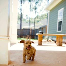 Labradoodle Puppies from Rainbow Row Labradoodles, LLC