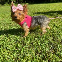 Little miss molly - Yorkshire Terrier