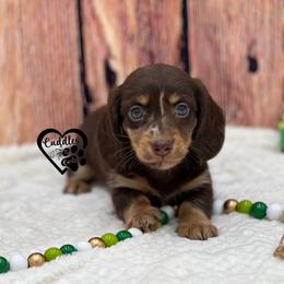 Chubs - Chocolate and tan male Dachshund puppy in Nashville, Arkansas from Cuddles n Curls