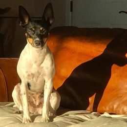 Rat Terrier Puppies from Buzablu Rat Terriers