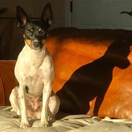 Rat Terrier Puppies from Buzablu Rat Terriers