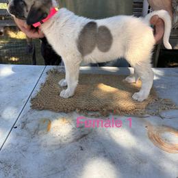 Girl 1 - Biscuit and white female Anatolian Shepherd Dog puppy in Daggett, Michigan from T&S Anatolians