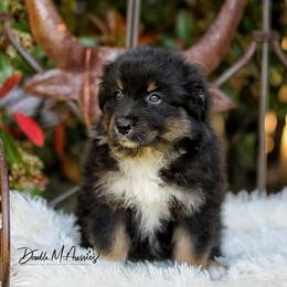 Sierra - Black tri-color female Australian Shepherd puppy in Olivehurst, California from Double M Aussies