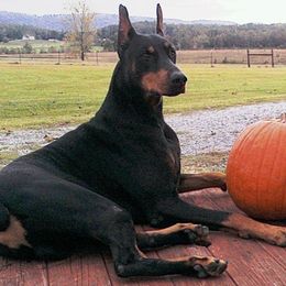 Doberman Pinscher All Grown Up from Dillon Dobermans