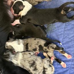 Blue merle male 2 - Blue merle male Toy Australian Shepherd puppy in Corydon, Indiana from Arbuckle’s Lookin Good Aussies (LGA)