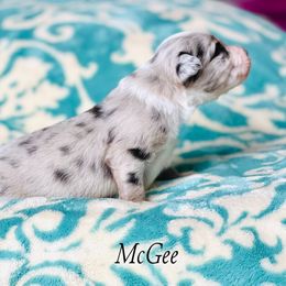 Miniature Australian Shepherd and Toy Australian Shepherd Puppies from Ramblin’ Rose Aussies