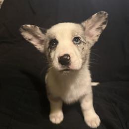Aphrodite - Blue merle and white female Cardigan Welsh Corgi puppy in Madera Acres, California from All Star Corgis