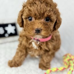 Tinker Bell - Red  female Poodle puppy in Florida from Adorable Toy-Miniature Poodles