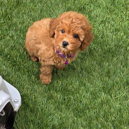 Maple - Red female Maltipoo puppy in San Diego, California from Maltipoos SD