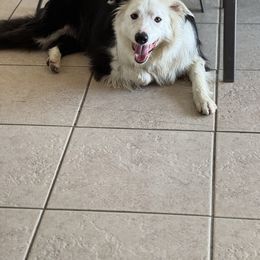 Border Collie puppies from Spot On Border Collies