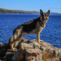 Dillinger - German Shepherd