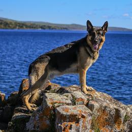Dillinger - German Shepherd