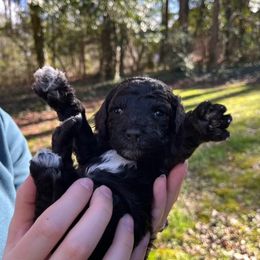 Goldendoodle Puppies from Our Darling Doodles