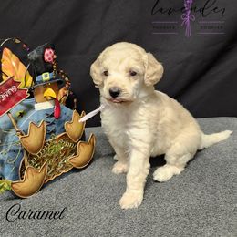 Caramel - Cream female Poodle puppy in Mancelona, Michigan from Lavender poodles & doodles