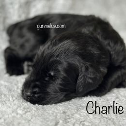 Charlie - Black male Schnoodle puppy in Saint Augustine, Florida from Gunnie Luv, LLC