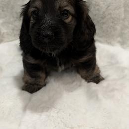 Buddy - Cream male Dachshund puppy in Charleston, Illinois from Gooddach’s Dachshunds