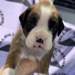 Penny - Boxer puppy from Hillbillie Boxers