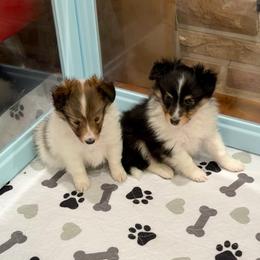 JACK - Black & tan male Toy Shetland Sheepdog puppy in Livonia, Michigan from M7’s Shelties, Toonies & AussieDoodles
