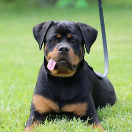 Paris - Rottweiler
