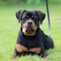 Paris - Rottweiler