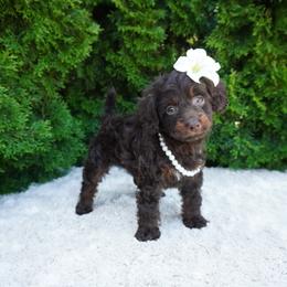 Indy - Brown female Cockapoo puppy in Shipshewana, Indiana from Home Raised Cockapoos