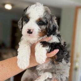 Tinsel - Blue merle male Bernedoodle puppy in Henry, Illinois from Rowe Farms Doodles