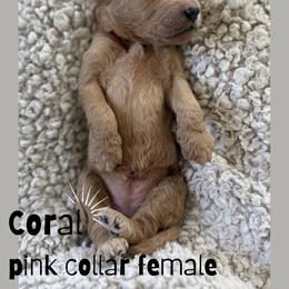 Coral - Apricot female Goldendoodle puppy in Inez, Texas from Heavenly H Doodles