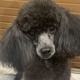 Brielle - Poodle