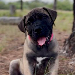 Ruby-Multi Pink Collar - Brown female Boerboel puppy in Pearce, Arizona from Desert Stronghold Boerboels