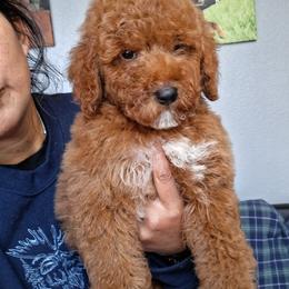 Draggo - Apricot male Goldendoodle puppy in Milwaukwe, Wisconsin from Wisconsin Doodles