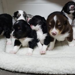 Miniature American Shepherd Puppies from DreamWeaver