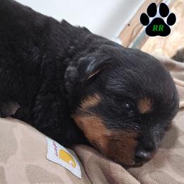Diesel - Black and mahogany male Rottweiler puppy in Tangent, Oregon from Raya's Royals