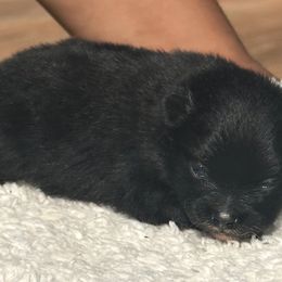 Queen - Black female Pomeranian puppy in Kansas City, Missouri from S&K Pomeranians