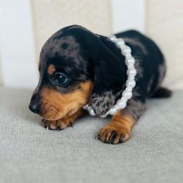Violet - Dapple female Dachshund puppy in Stilwell, Oklahoma from MB’s Dachshunds