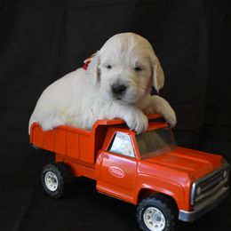 Golden Retriever Puppies from Lightning Oak Acres