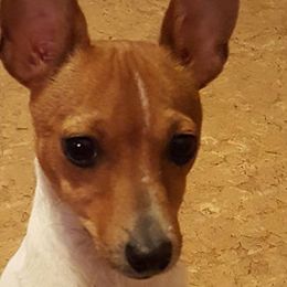 Penni - Toy Fox Terrier