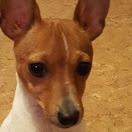 Penni - Toy Fox Terrier