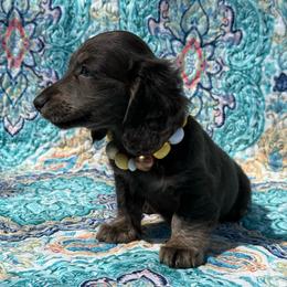 Isla - Brindle female Dachshund puppy in Lincoln, Arkansas from Red Dirt Dachshunds