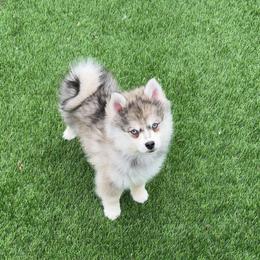 Stone - Gray and white male Pomsky puppy in Chino Valley, Arizona from Rose Peek Pomskies