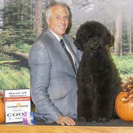 Billie - Portuguese Water Dog