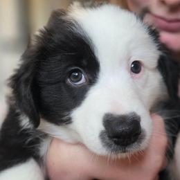 Oreo - Black & white female Australian Shepherd puppy in Summerville, South Carolina from Flowertown Aussies