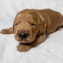 Chip - Apricot male Goldendoodle puppy in Osage City, Kansas from Golden Ridge Goldens