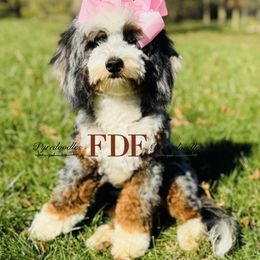 Murphy - Bernedoodle