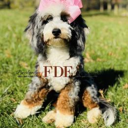 Murphy - Bernedoodle
