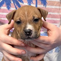 Snippet - Red male American Staffordshire Terrier puppy in Monroe, Georgia from Irresistibull Staffords