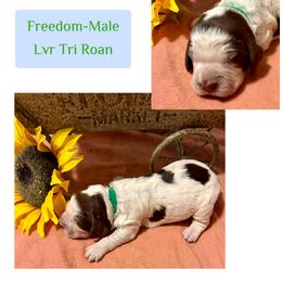 Freedom - Liver white and roan male English Springer Spaniel puppy in Madison, Indiana from McCollough's Pawsome Spaniels and Danny's Delightful Dachshunds